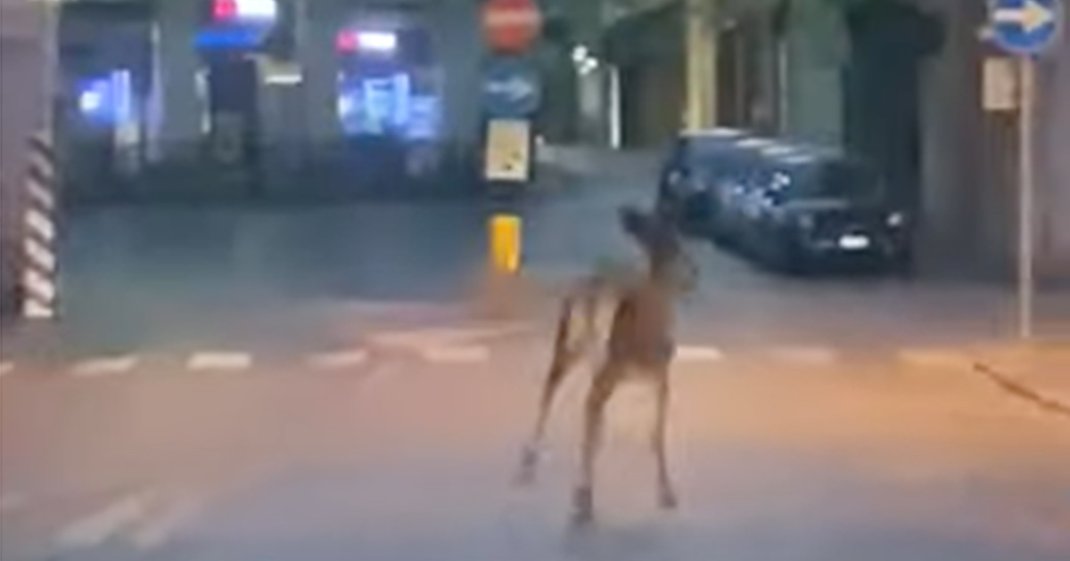 A spasso per la città: il video di un capriolo nel centro di Treviso