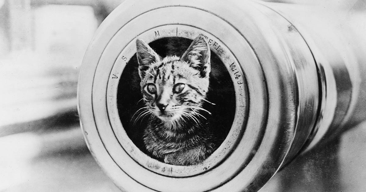 Passaporto, firma e impronta digitale: un tempo i gatti erano dei veri e propri marinai!