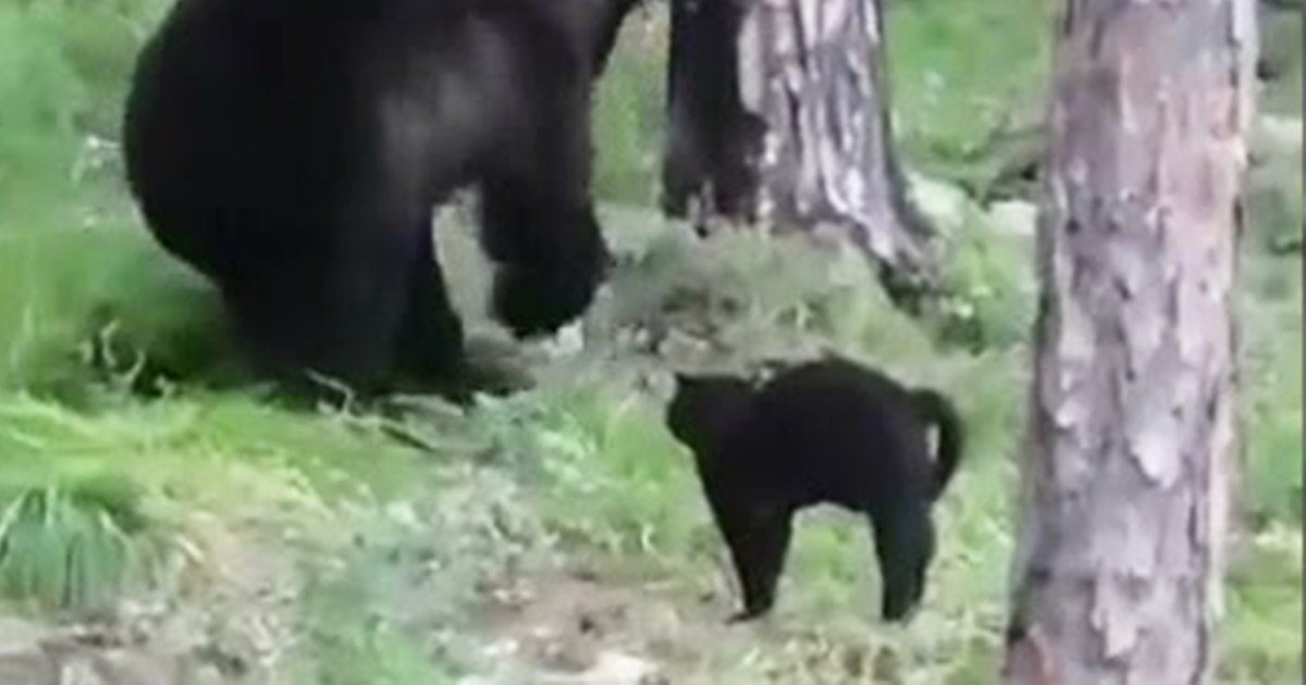 L’orso si avvicina a un gruppo di pescatori ma la loro gatta lo caccia via: il video