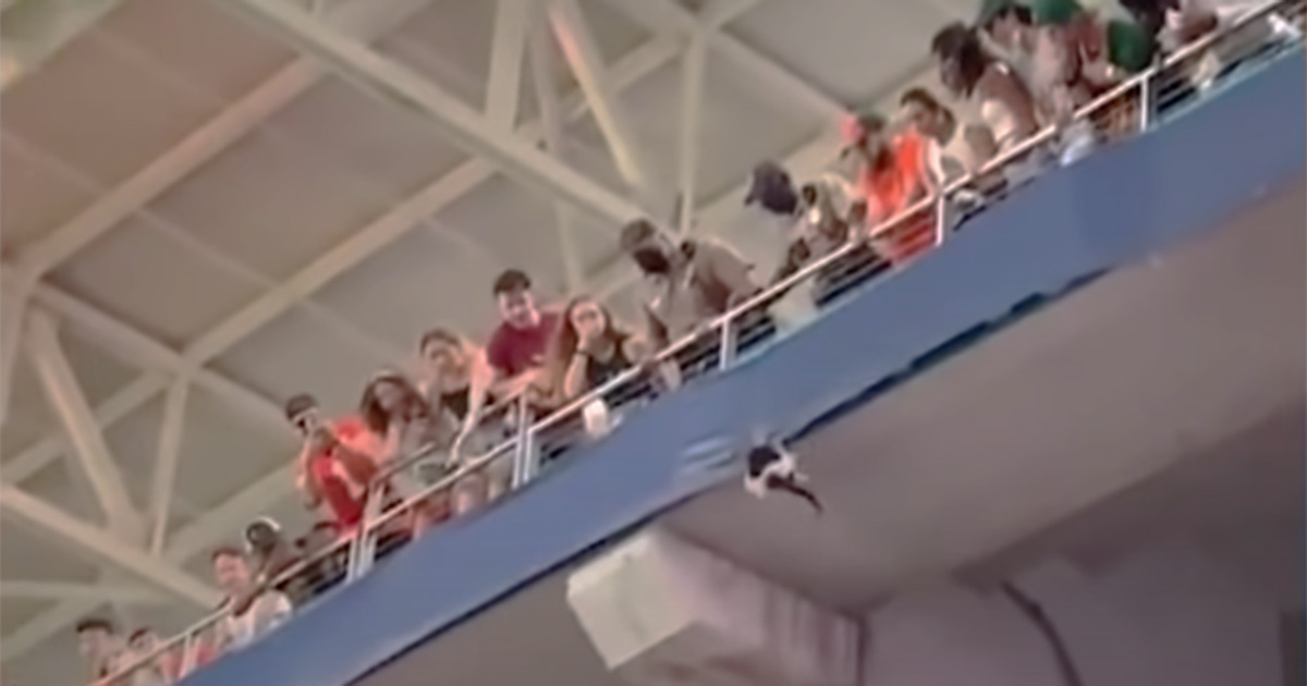 Il gatto cade dagli spalti dello stadio: il video del salvataggio diventa virale