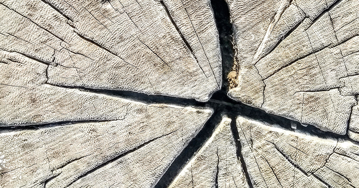L’albero più antico del mondo: ecco l’Old Tjikko risalente al Neolitico