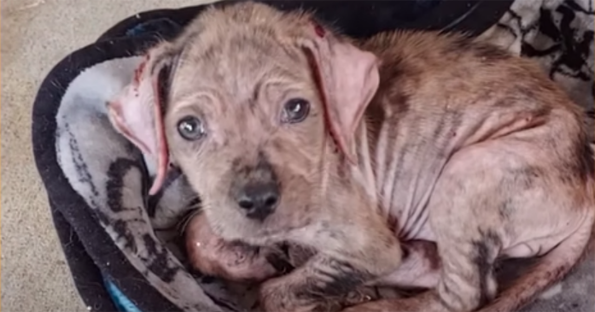 La trasformazione di questa cagnolina abbandonata è sorprendente: il video