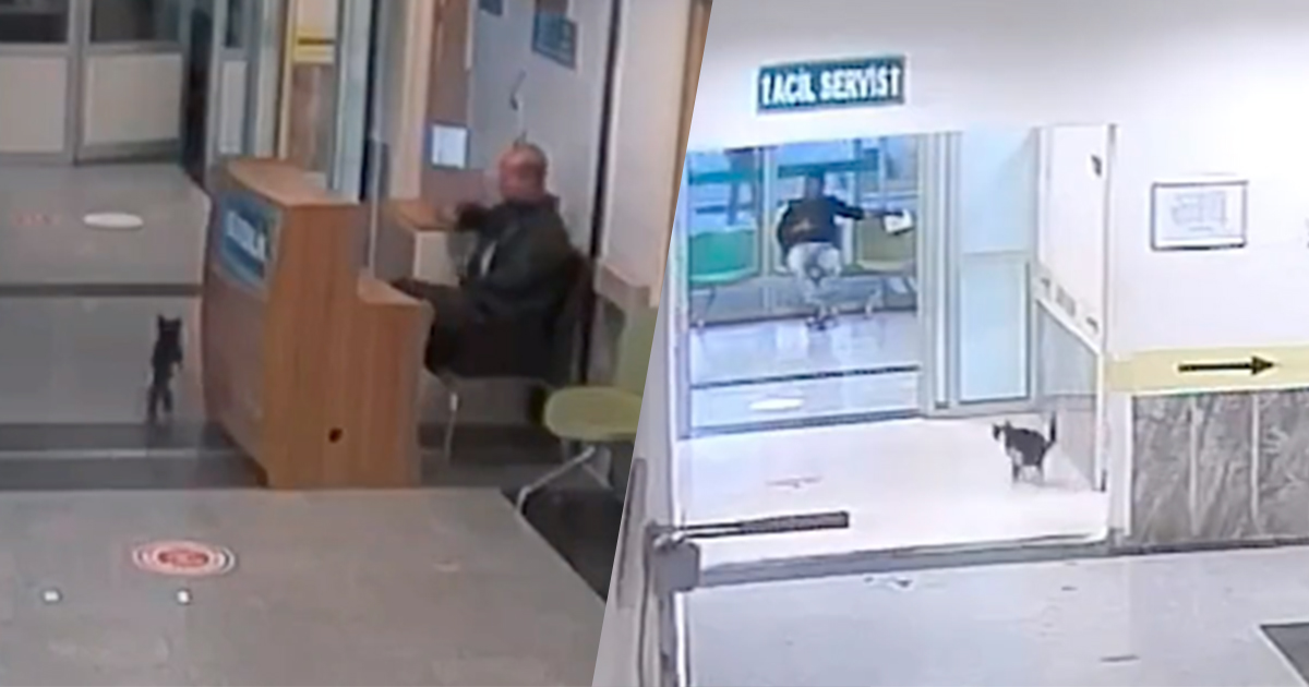 Un gatto randagio ferito si presenta da solo al pronto soccorso in cerca di aiuto: il video