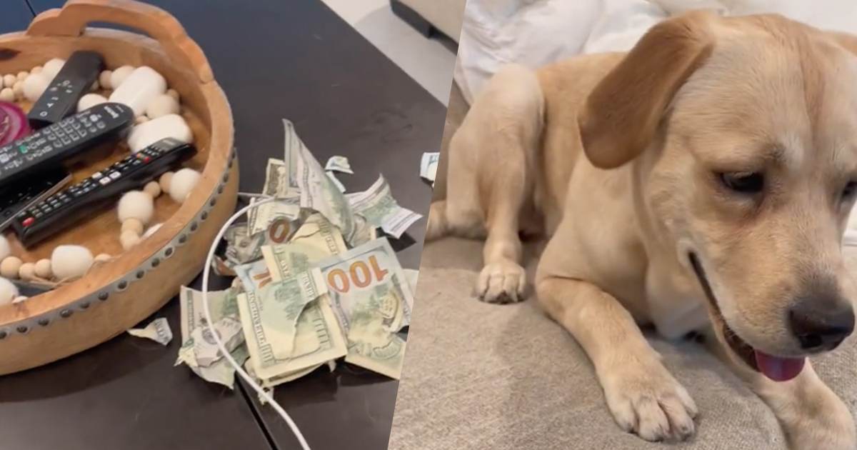 Lascia delle banconote sul tavolino: la sua labrador le mangia per un totale di 20.000 dollari