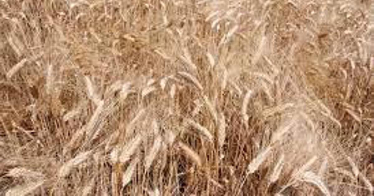 Un estratto del grano cancella le cicatrici, anche quelle difficili