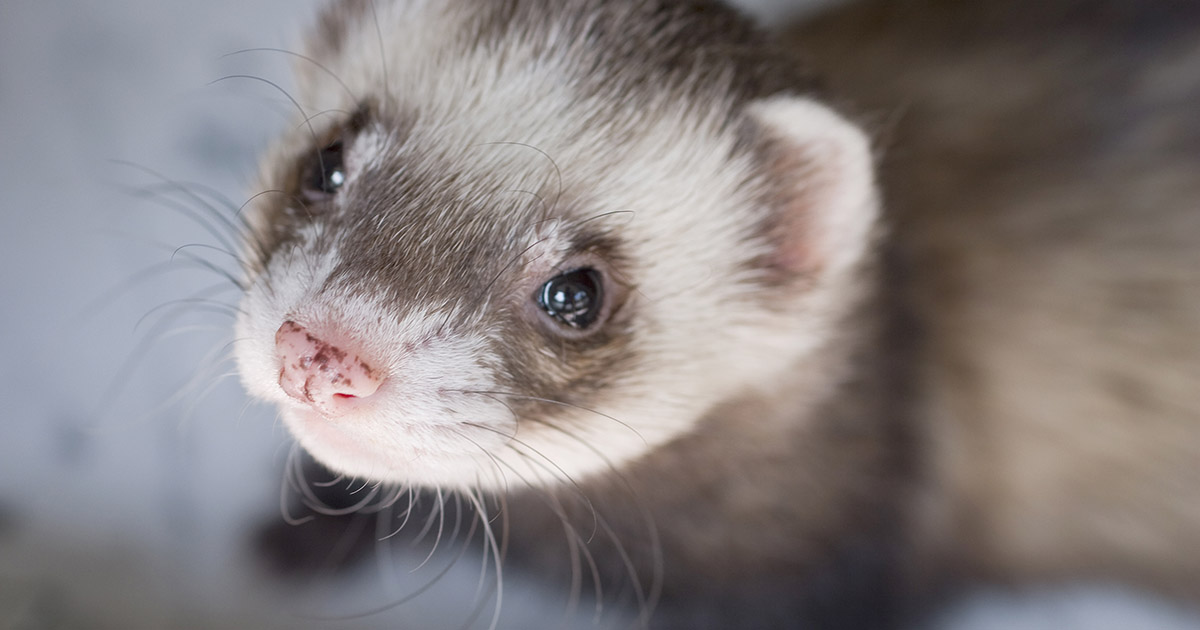 Il Brasile non ci sta e vieta i test cosmetici sugli animali: la vittoria storica dopo 10 anni di battaglie