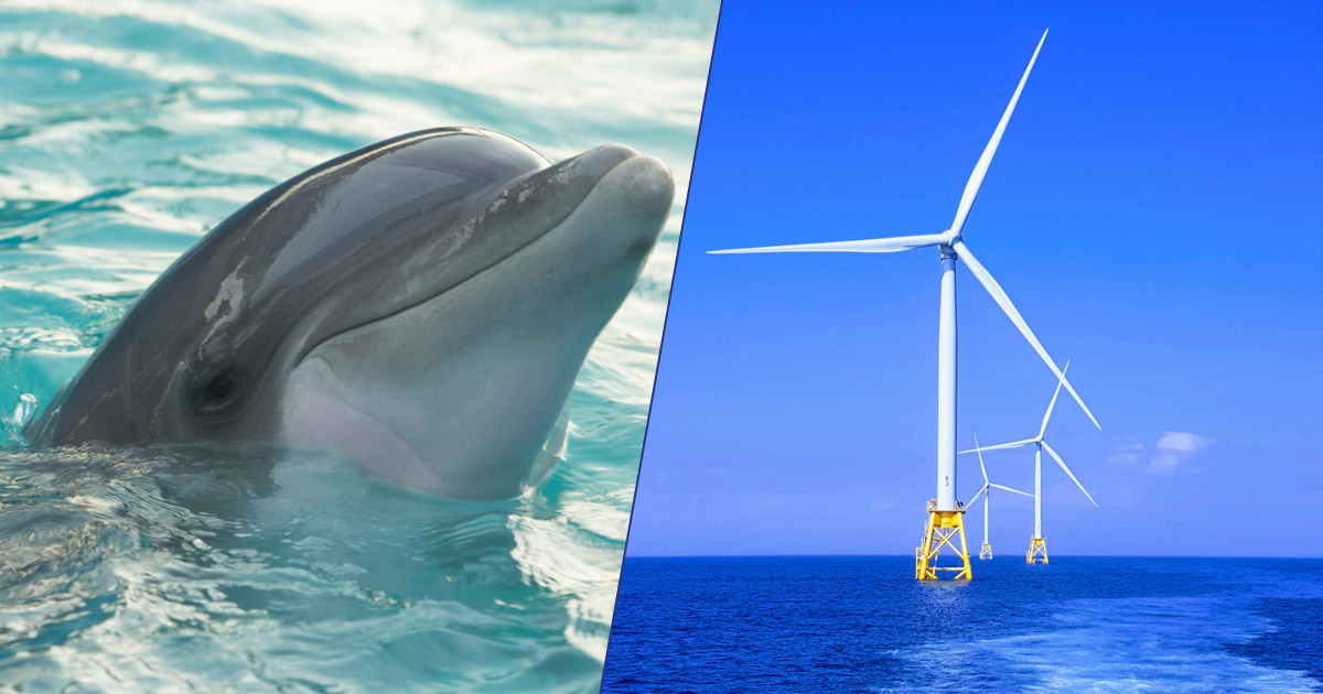 Energia pulita e fauna marina vanno a braccetto: lo studio sui delfini nel Golfo di Taranto