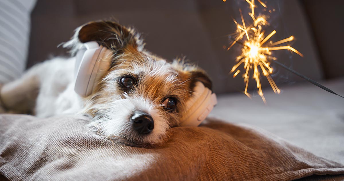 Roma dice basta ai botti di Capodanno: stop definitivo ai fuochi d’artificio per il benessere degli animali