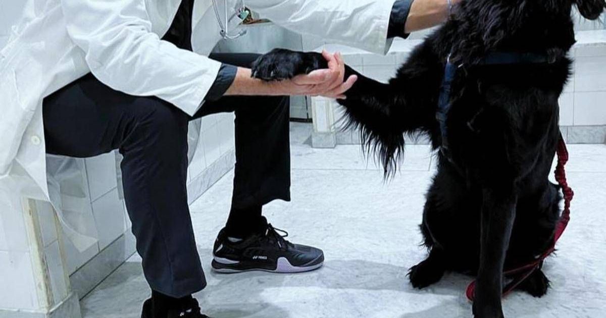 Nelle case degli italiani 8 milioni di cani, compagni ma anche un po’ medici