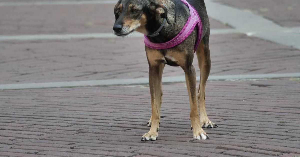 Estate, sindrome da rientro anche per i pet. Il veterinario: “Ecco come gestirla”