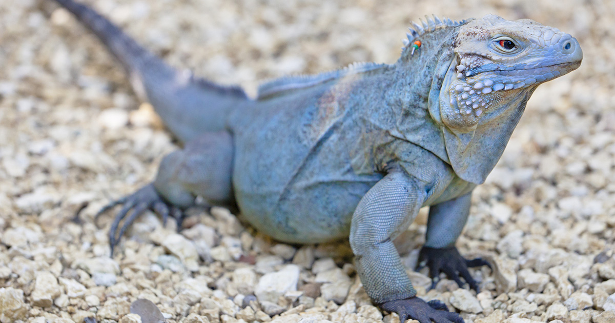 Dall’estinzione a una nuova libertà: l’iguana blu delle isole Cayman è tornata a vivere grazie ai programmi di conservazione