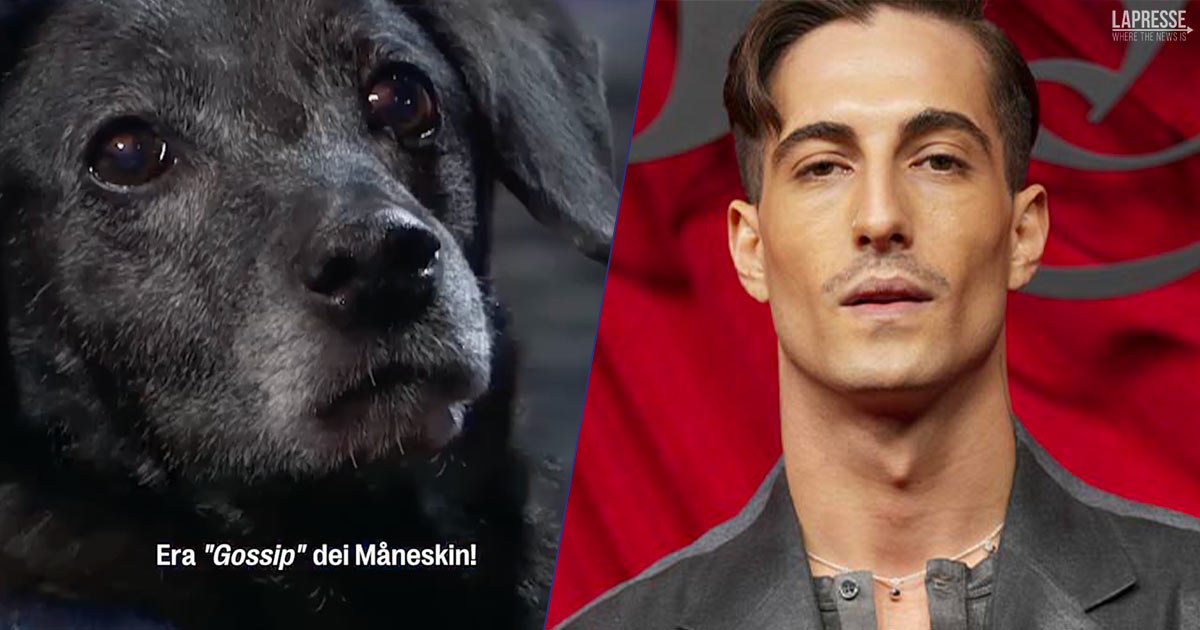 Questo cane riconosce ogni canzone di Damiano David: il video vi stupirà