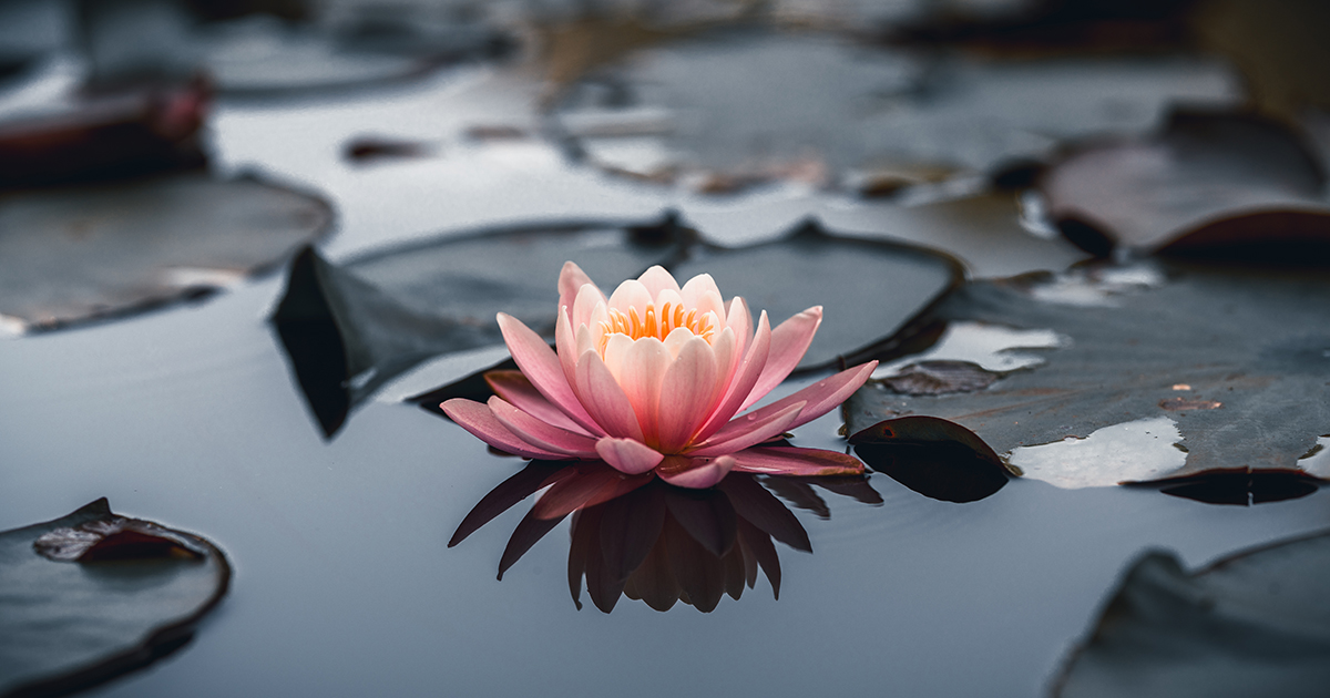 Dopo 30 anni di assenza, i fiori di loto tornano a sbocciare nel lago Wular: un bellissimo spettacolo (e una splendida notizia)