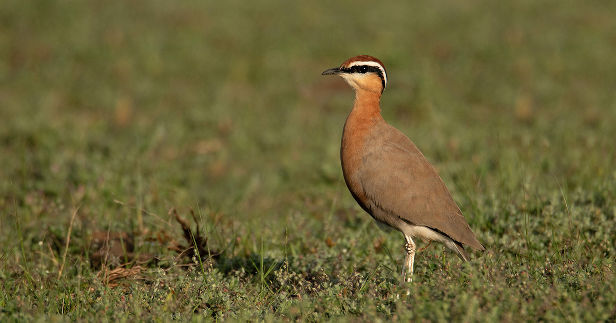 Dopo più di 20 anni, è stato ritrovato in natura uno degli uccelli più rari e minacciati del mondo