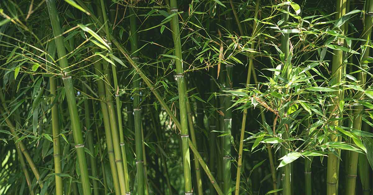 Bioedilizia rigenerativa: il primo pannello isolante in bambù nasce in Europa