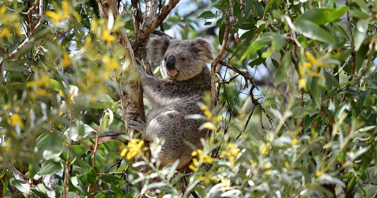 Questo parco da 475.000 ettari proteggerà i Koala dal rischio di estinzione