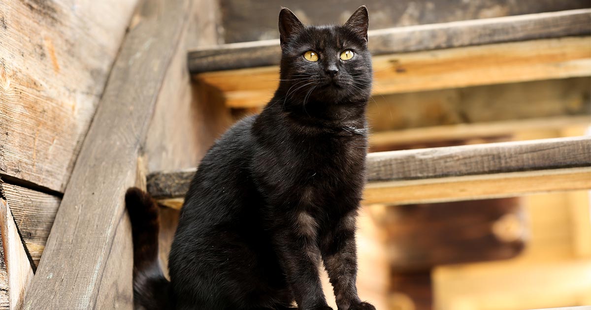 Amsterdam investe in scale per salvare i gatti dai canali
