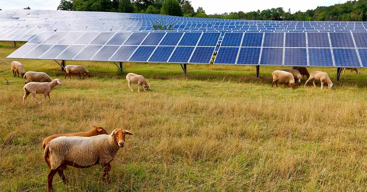 In Campania, arriva il primo impianto agrivoltaico: energia pulita e pascoli in perfetta armonia