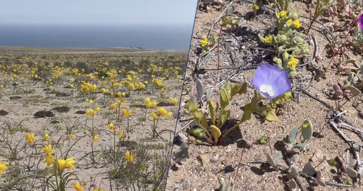 Incredibile: il video del “luogo più arido della terra” che fiorisce dopo le piogge ti scalderà il cuore