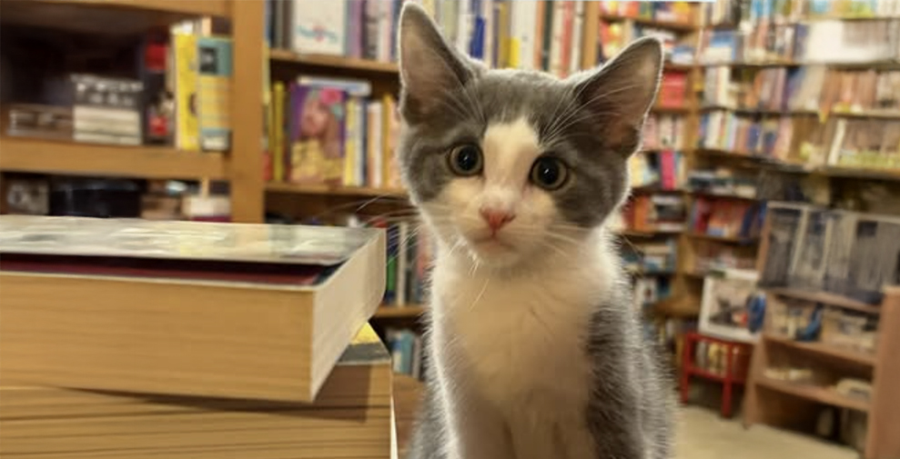 In Canada ha aperto una libreria che salva gattini abbandonati (e puoi adottarli): i video dolcissimi In Canada ha aperto una libreria che salva gattini abbandonati (e puoi adottarli): i video dolcissimi
