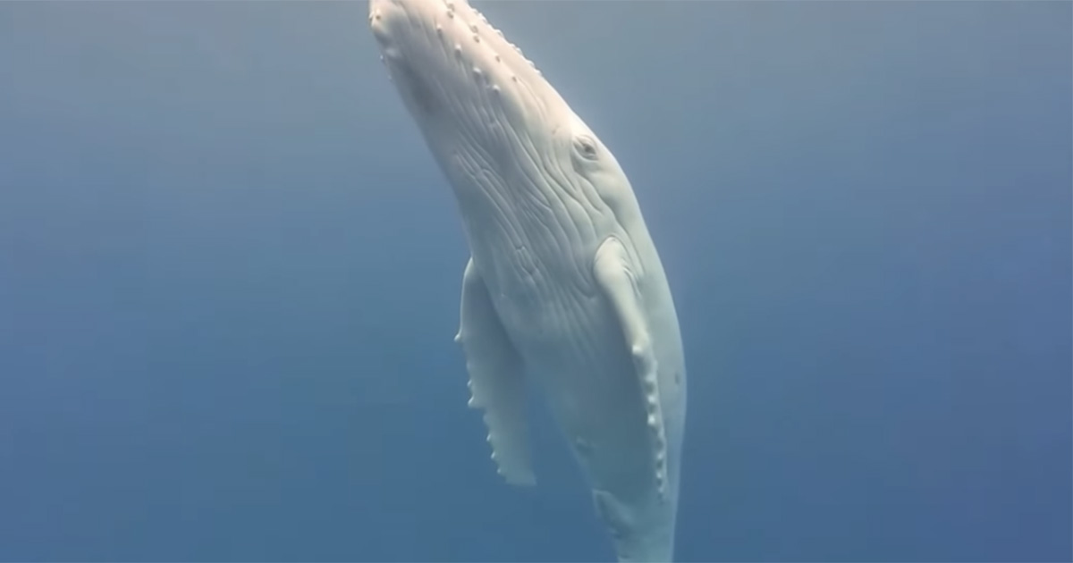 Al largo dell’Australia è stato immortalato un cucciolo di megattera albina unico al mondo: ecco il video