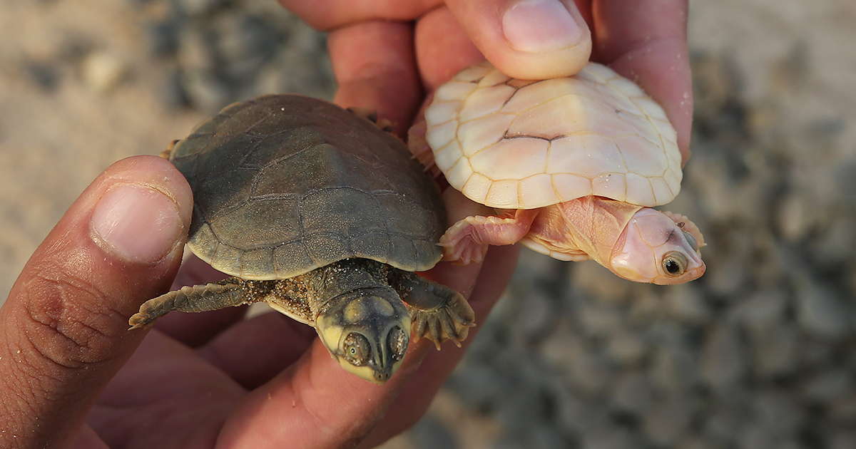 Brasile, nella Riserva di Abufari rilasciate 4.900 tartarughe: c’è anche un raro esemplare albino