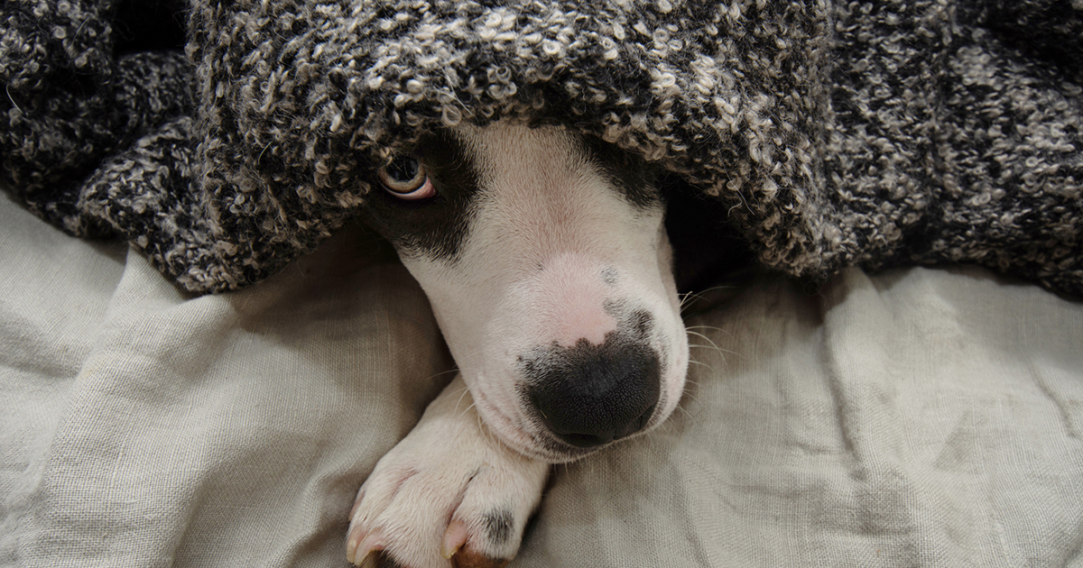 Notte di Capodanno liniziativa dellaeroporto che accoglie i cani per proteggerli dai botti