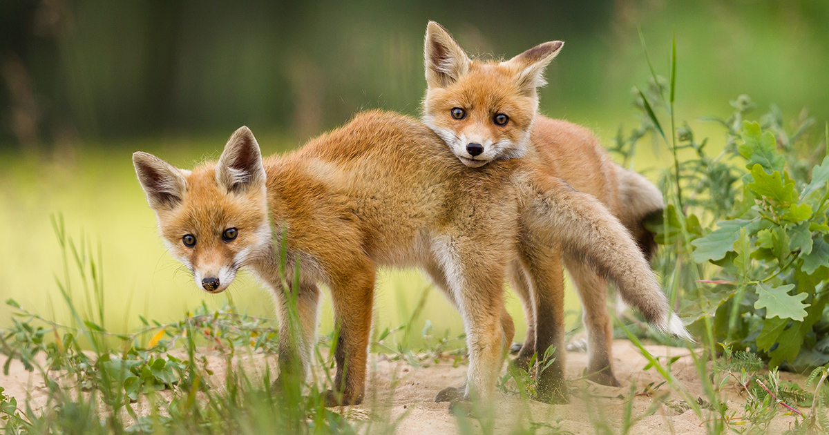 Polonia, stop definitivo all’allevamento di animali da pelliccia: un passo importante verso una Europa “Fur Free”