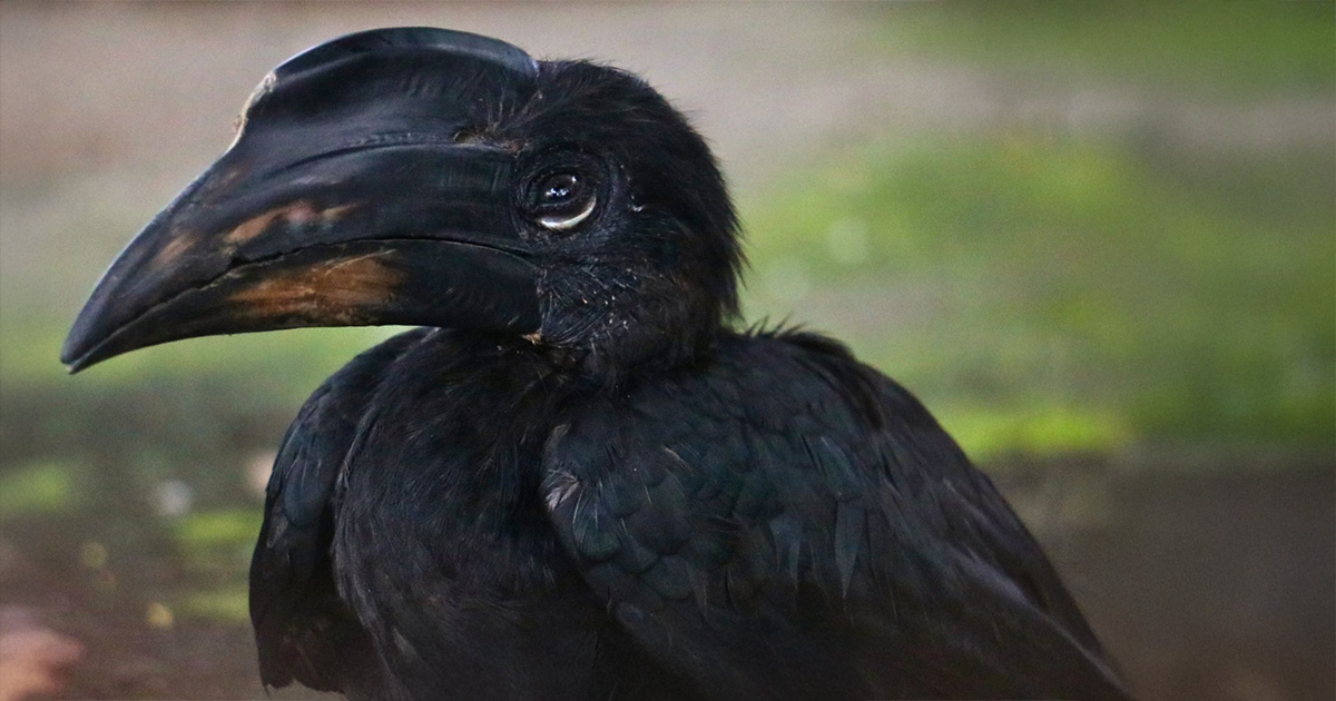 Salvano un uccello dalle onde del mare, scoprono che è uno dei più rari del pianeta (ce ne sono pochissimi)