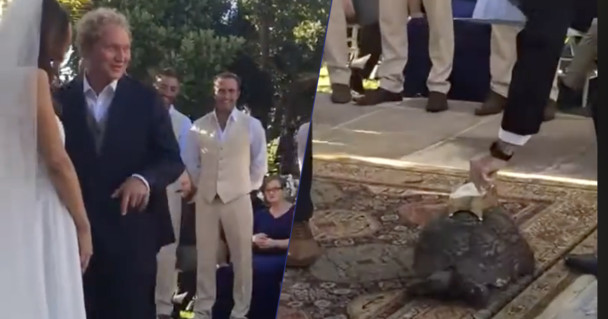 Il matrimonio più lento ma virale dell’anno: le fedi portate da una tartaruga