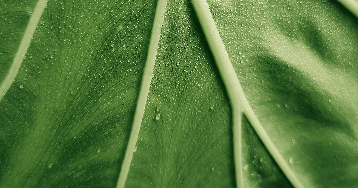 La citt pi green dEuropa nel 2026 ti sorprender ecco qual 