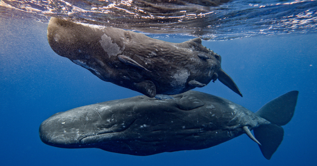 Capodoglio partorisce in mare: 11 femmine lo salvano con una “squadra di soccorso” virale