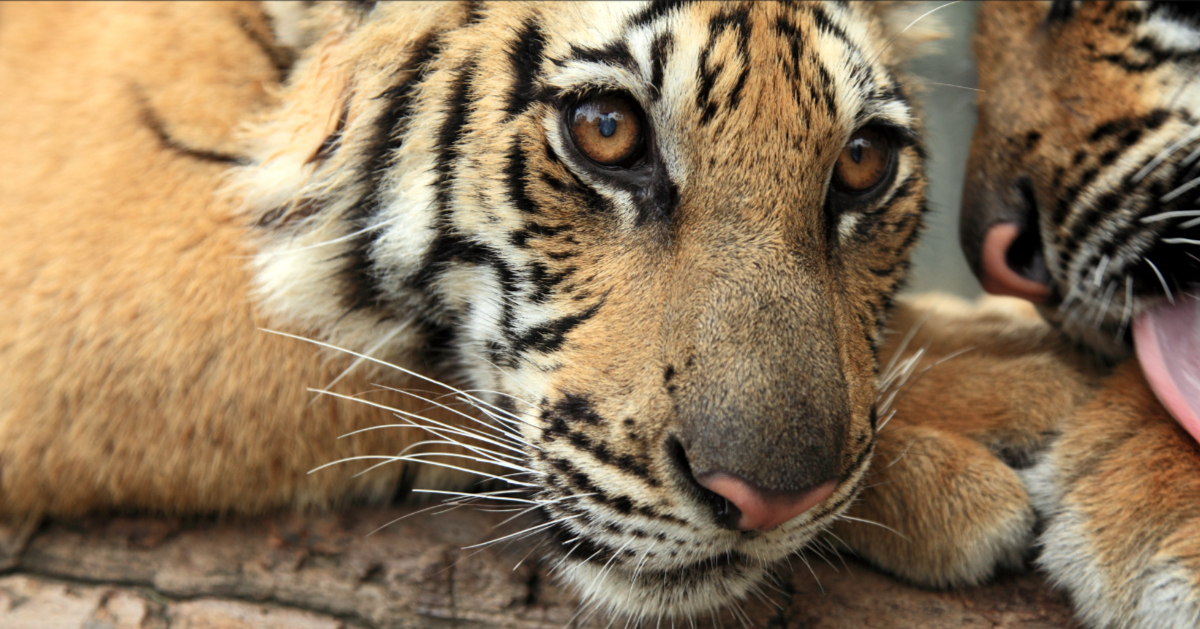 Dopo quasi un secolo, le tigri potrebbero finalmente tornare a prosperare in Kazakistan