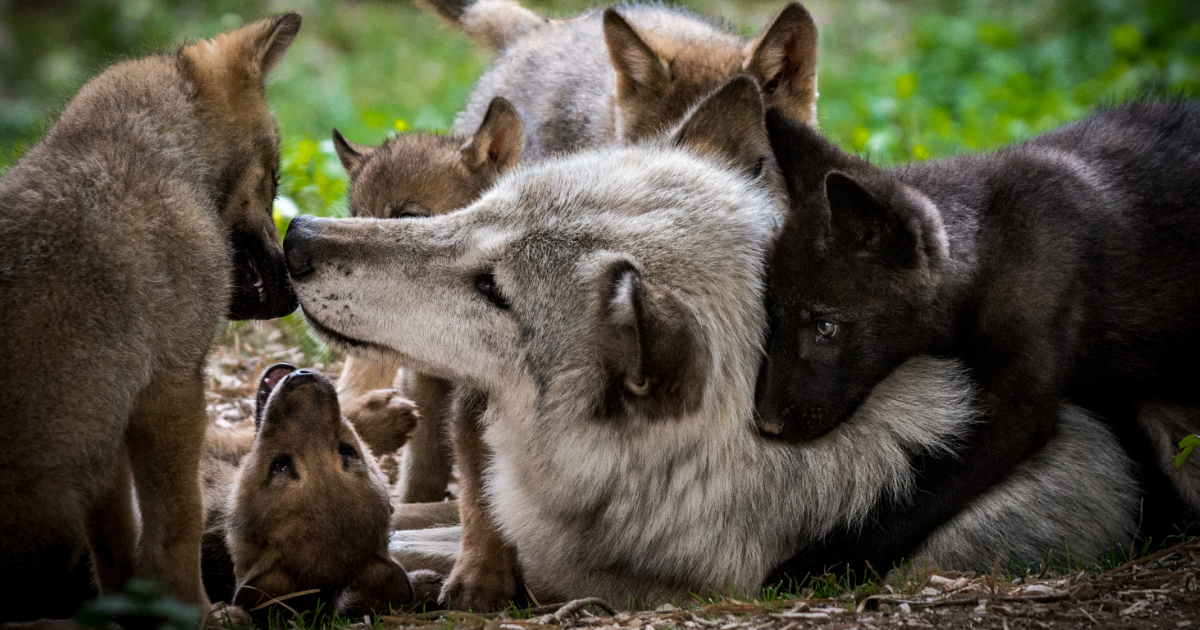 Lupo, patrimonio nazionale: la lettera del WWF dopo la revisione dello status di protezione