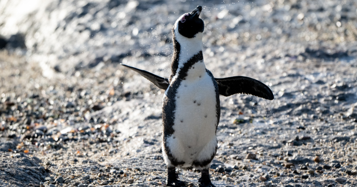 Pinguino africano (a rischio estinzione) salvato in Sudafrica: il video che commuove il web Pinguino africano (a rischio estinzione) salvato in Sudafrica: il video che commuove il web