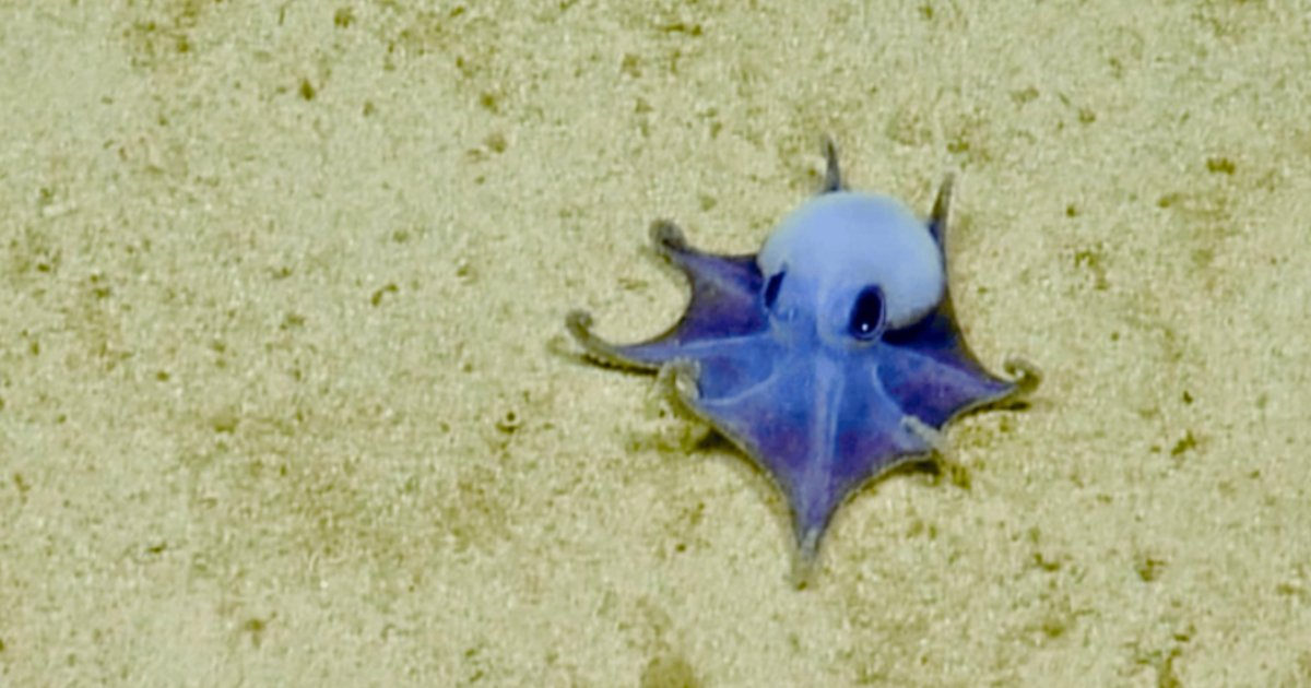 Scoperto un polpo blu mai visto prima: vive a 1.800 metri di profondità