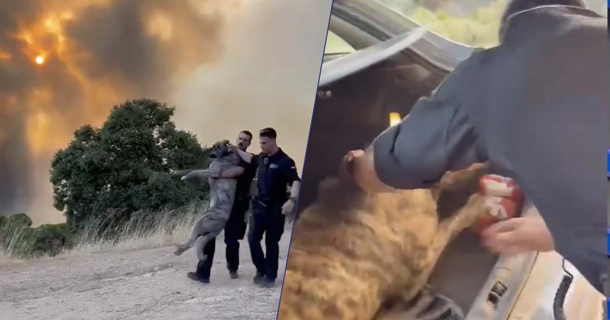 Incendi a Madrid la Guardia Civil corre tra le fiamme per salvare un cane il video commuove il web