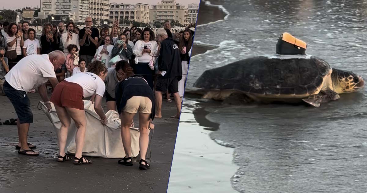 Era rimasta impigliata in una rete la tartaruga Nancy torna libera a Riccione il video emozionante