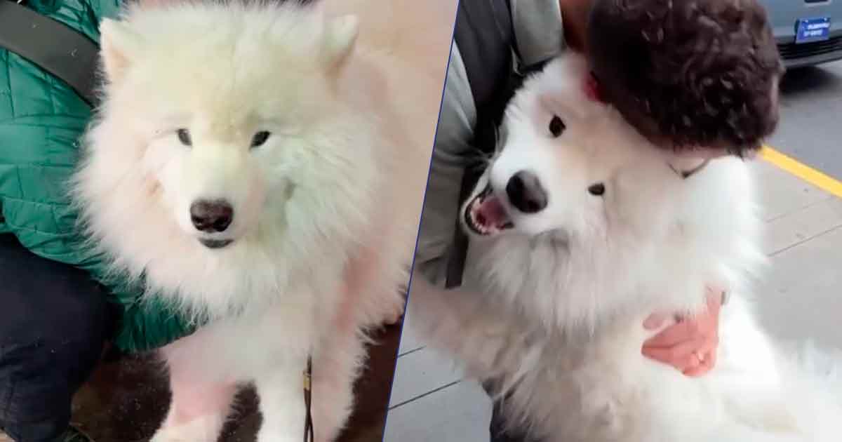 Il cane Boomer aspetta il padrone fuori dall’aeroporto: la reazione al ritorno è pura tenerezza