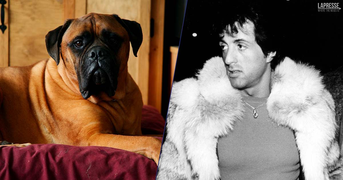 Il cane di Rocky era davvero di Stallone: lo vendette perché non aveva i soldi per nutrirlo Il cane di Rocky era davvero di Stallone: lo vendette perché non aveva i soldi per nutrirlo